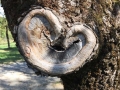Tree HeArt