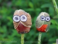 Grumpy owls