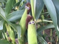 Hippies in a corn field
