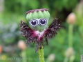 Poppy monster