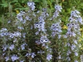 Rosemary flashmob