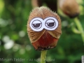 Sleepy owl