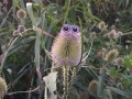 Spikey critter