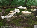 forest people