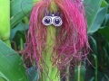 redhead in the cornfield